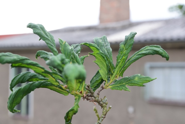 Quercus robur 'Heterophylla'