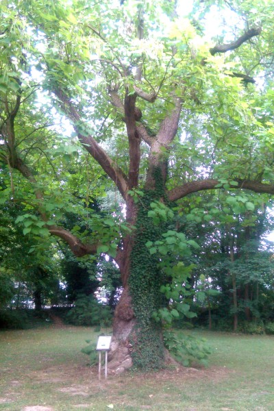 Catalpa bignonioides