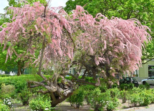 Tamarix parviflora