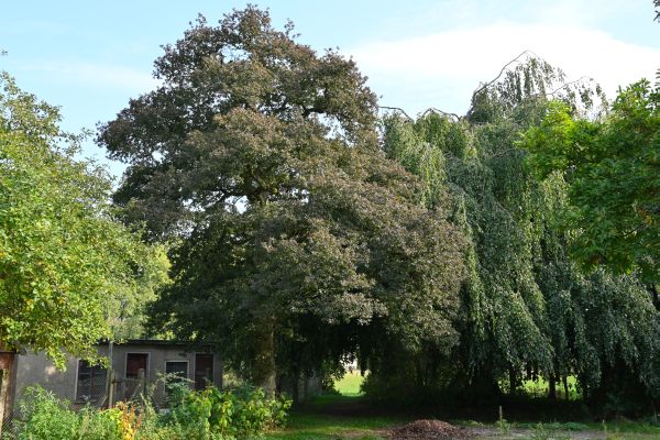 Quercus robur Purple-Leaf Group