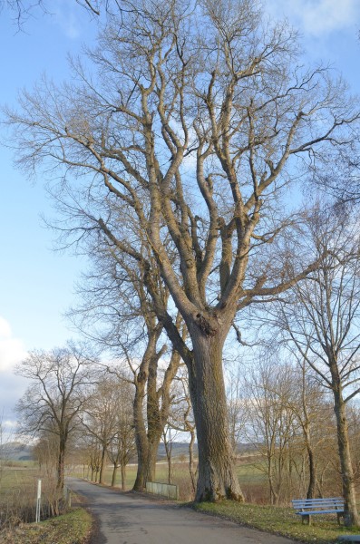 Populus alba