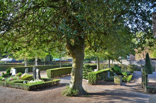Ilex aquifolium, Wankum