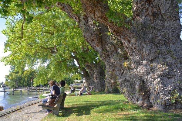 Populus nigra, Reichenau