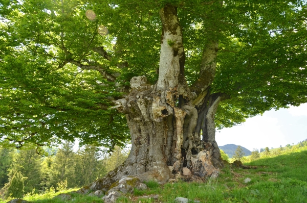 Fagus sylvatca, Schönenberg