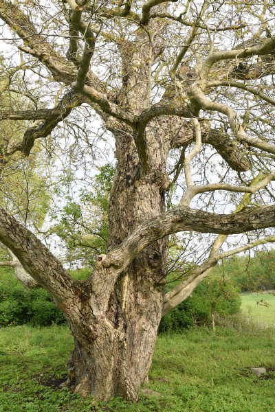 Juglans regia, Tilzow